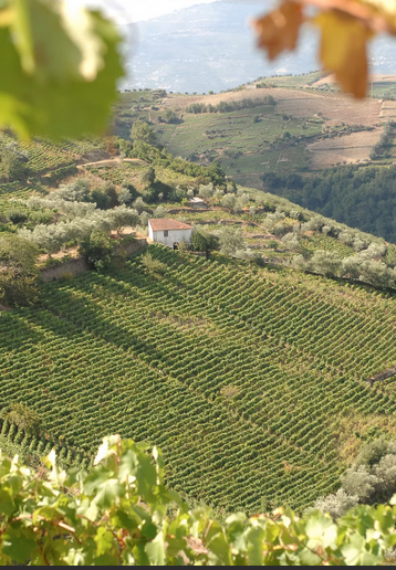 Screenshot 2025-12-16 at 11-08-01 as Vinhas Alves de Sousa